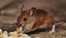 24 Hour & Emergency Exterminators in Lenoir City, TN